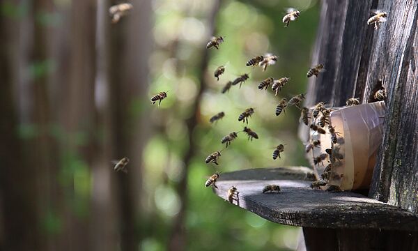 Bienen fliegen in einen Bienenstock
